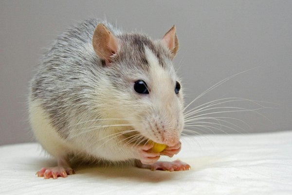 How to Recognize and Alleviate Stress in a Pet Mouse?